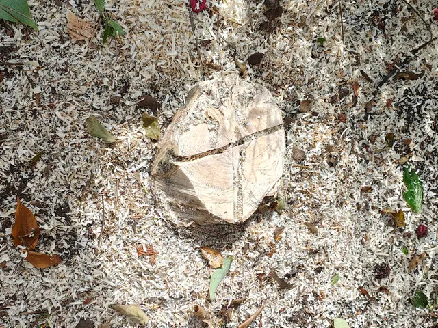 庭木の伐採、伐根サービスの画像