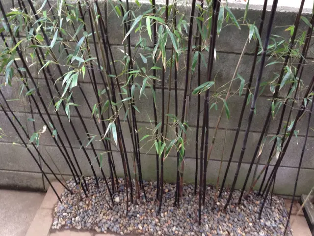 ◇植木・庭木の植え替え◇職人が作業終了まで丁寧に対応します！サービスの画像