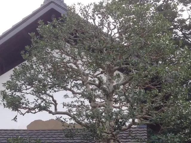 ◇植木・庭木の植え替え◇職人が作業終了まで丁寧に対応します！サービスの画像