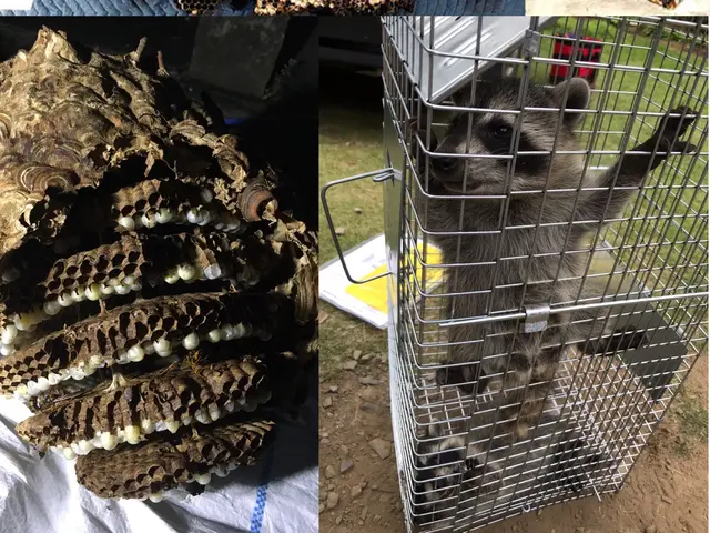 10年間で3000件以上の経験で安心！営業時間外も対応可能な蜂の巣駆除！サービスの画像