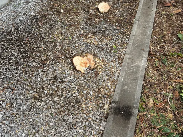 不要な庭木・危険な高木、プロが安全に伐採します!!!サービスの画像