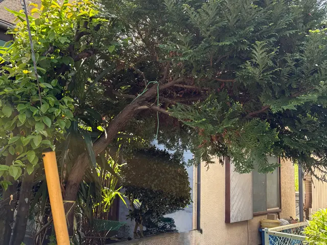 不要な庭木・危険な高木、プロが安全に伐採します!!!サービスの画像