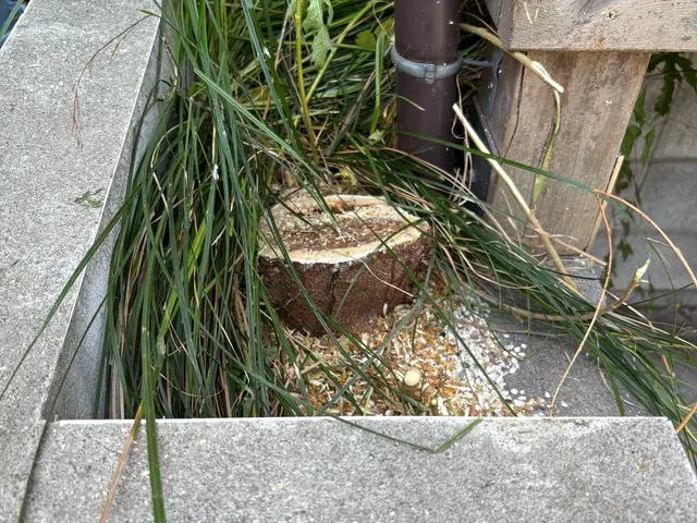 不要な庭木・危険な高木、プロが安全に伐採します!!!サービスの画像