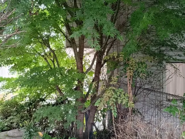 不要な庭木・危険な高木、プロが安全に伐採します!!!サービスの画像