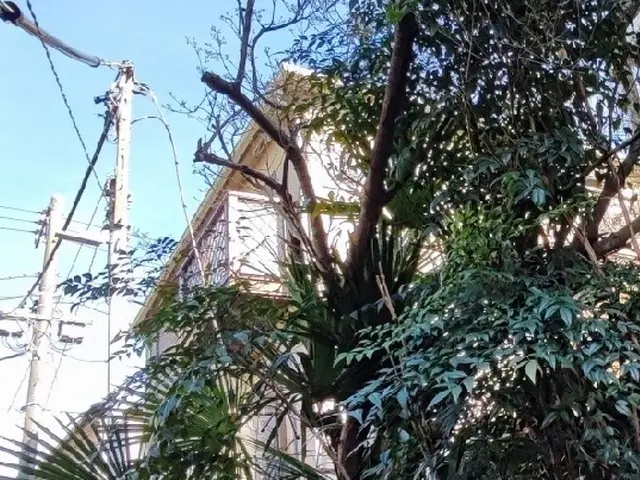 不要な庭木・危険な高木、プロが安全に伐採します!!!サービスの画像