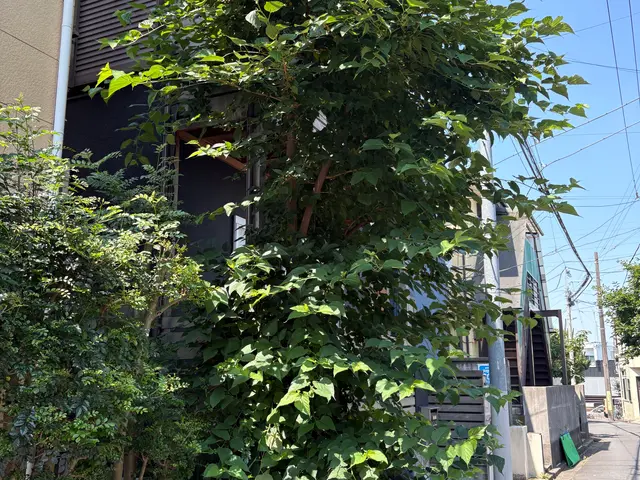 不要な庭木・危険な高木、プロが安全に伐採します!!!サービスの画像