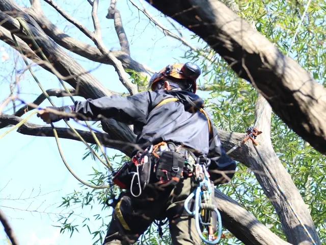 お庭の木から大木特殊伐採までサービスの画像