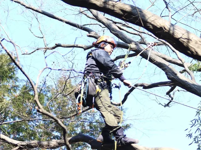お庭の木から大木特殊伐採までサービスの画像