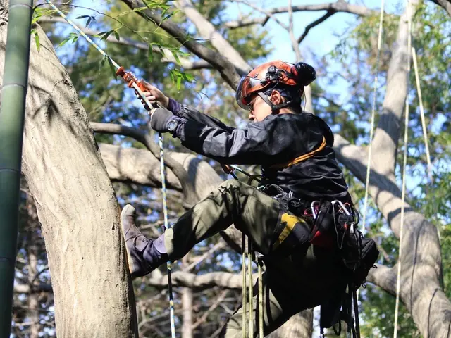 お庭の木から大木特殊伐採までサービスの画像