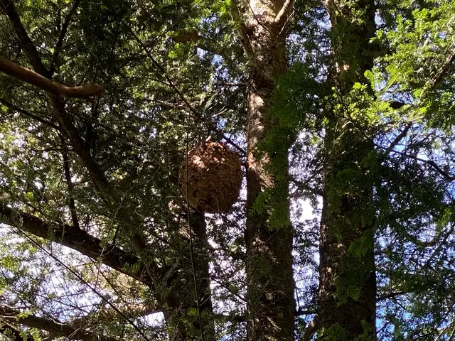 【アシナガ、スズメバチ8,000円！】蜂の巣駆除ならお任せ！迅速・丁寧に対応！サービスの画像