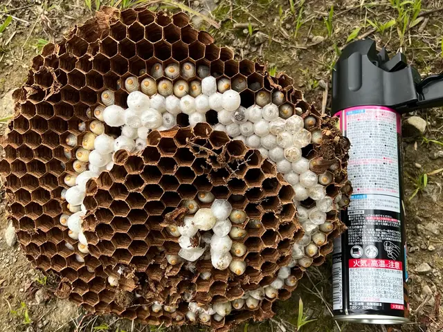 【アシナガ、スズメバチ8,000円！】蜂の巣駆除ならお任せ！迅速・丁寧に対応！サービスの画像