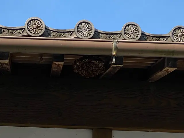 【アシナガ、スズメバチ8,000円！】蜂の巣駆除ならお任せ！迅速・丁寧に対応！サービスの画像