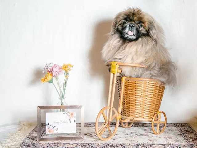 お部屋に飾ってほしいペットポートレート撮影サービスの画像