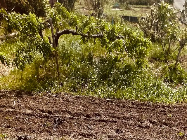 信頼の店長が直接訪問！融通の利く草刈りサービスサービスの画像