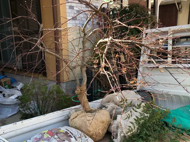 【業歴25年の知識と技術】植木・庭木の植え替えはお任せ下さい！サービスの画像