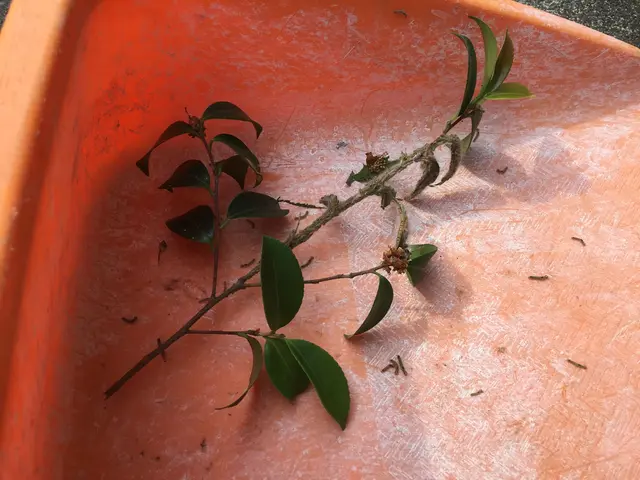 チャドクガで困っている方に朗報です。庭師にお任せ下さい。サービスの画像