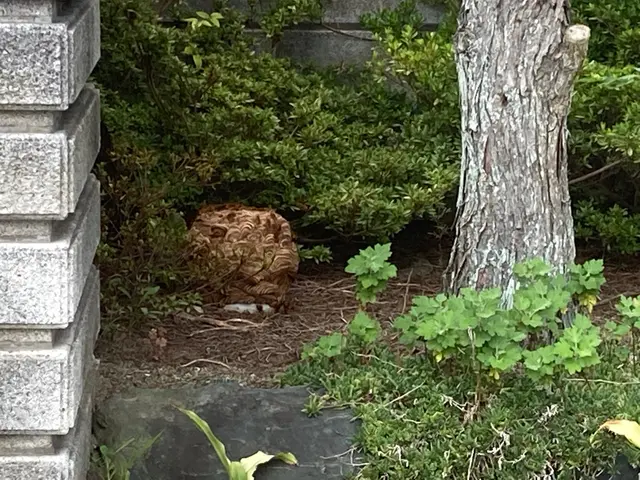 PayPay可。予約リクエスト後、最短の日付に調整可能です。場合によっては当日可サービスの画像