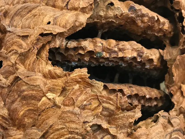 PayPay可。予約リクエスト後、最短の日付に調整可能です。場合によっては当日可サービスの画像