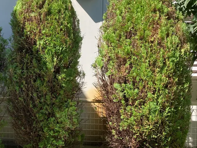 独立開業18周年キャンペーン中！お庭の事なら株式会社庭づくりにお任せください。サービスの画像