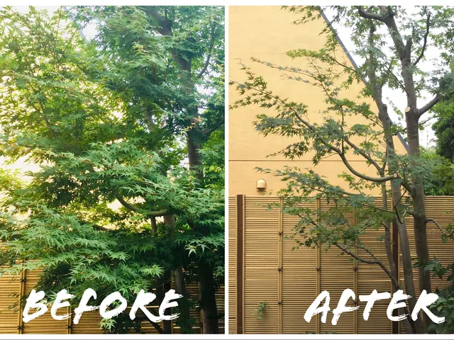 【金賞受賞 4 回】本当の自然風剪定で木漏れ日が差し、枝がそよぐ庭にしませんか？サービスの画像