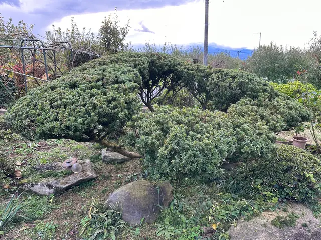 急ぎにも対応！迅速丁寧に作業！植込み、生垣の剪定　お気軽にご相談下さい♪サービスの画像