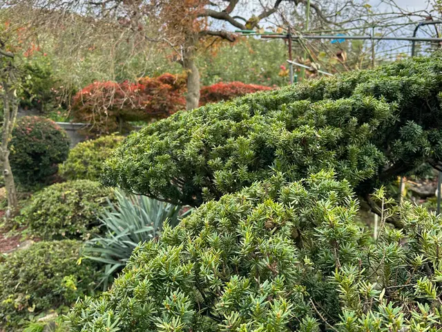 急ぎにも対応！迅速丁寧に作業！植込み、生垣の剪定　お気軽にご相談下さい♪サービスの画像