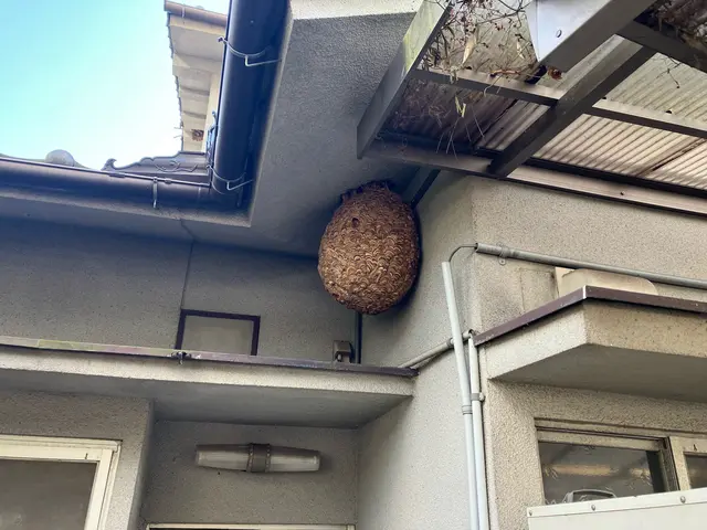 【スズメバチ駆除専門】わっ！ハチだ！口コミ100件以上◆明朗会計◆即日対応OK！サービスの画像