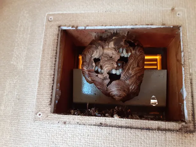 【スズメバチ駆除専門】わっ！ハチだ！口コミ100件以上◆明朗会計◆即日対応OK！サービスの画像