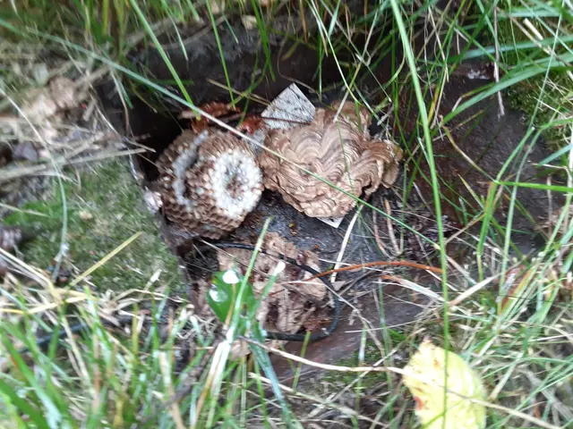 【スズメバチ駆除専門】わっ！ハチだ！口コミ100件以上◆明朗会計◆即日対応OK！サービスの画像