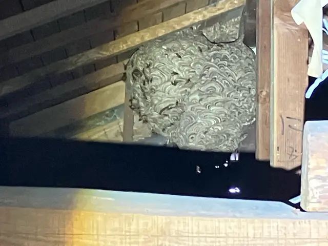 【スズメバチ駆除専門】わっ！ハチだ！口コミ100件以上◆明朗会計◆即日対応OK！サービスの画像