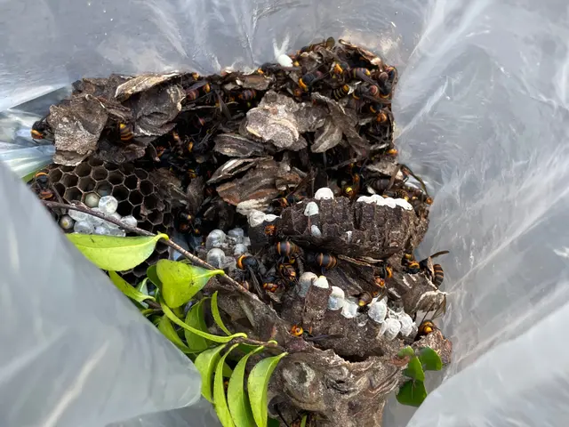 事前に見積もりします！急な蜂の巣もおまかせください！当日・翌日対応OK！サービスの画像