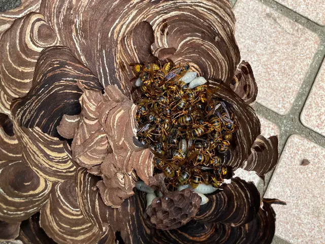 事前に見積もりします！急な蜂の巣もおまかせください！当日・翌日対応OK！サービスの画像