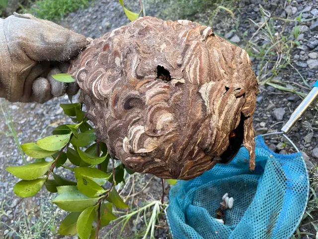 事前に見積もりします！急な蜂の巣もおまかせください！当日・翌日対応OK！サービスの画像