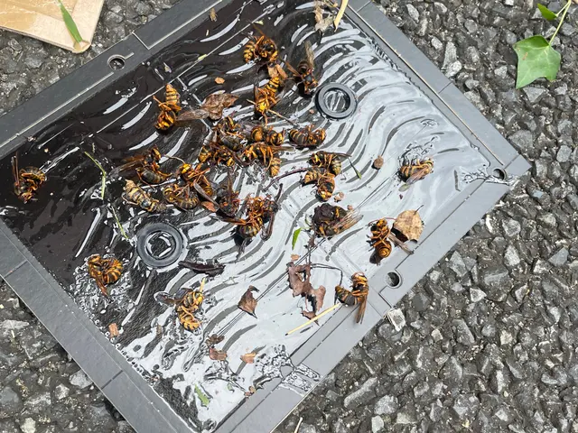 事前に見積もりします！急な蜂の巣もおまかせください！当日・翌日対応OK！サービスの画像