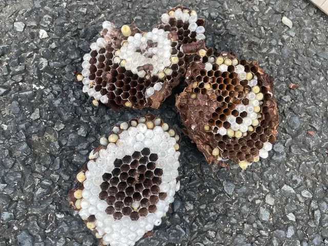 事前に見積もりします！急な蜂の巣もおまかせください！当日・翌日対応OK！サービスの画像