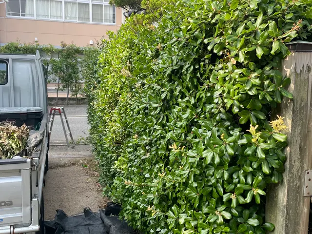 木々とその場所が美しく、健やかになるサービスの画像