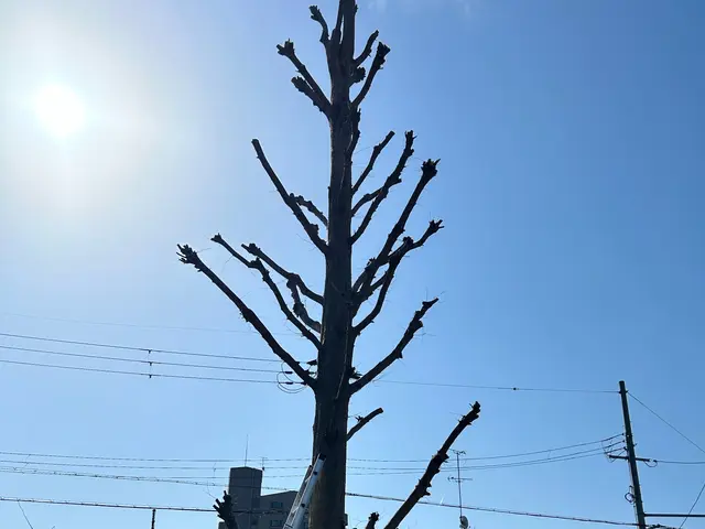 【1月出店記念】経験18年以上！年間120件の実績で美しい庭づくりをサポートサービスの画像