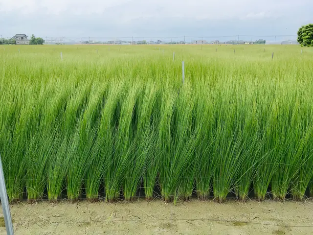 安心安全国産い草100%、プロの技術で心を込めて新品たたみに張替ます。サービスの画像