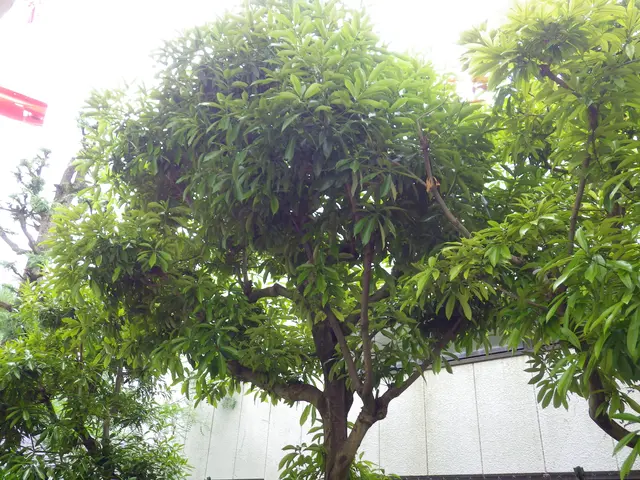 10月3日から受付！《業歴30年》【名園「椿山荘」庭園管理経験者】土日祝相談◎サービスの画像