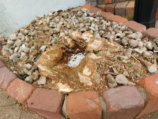 ◇◆お庭のお悩みを解決致します！◆◇お庭の木の伐採、抜根サービスの画像