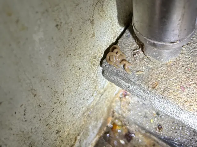 【地元密着型】毎月の予防でお安く効果のある予防しませんか？一度相談だけでも○！サービスの画像