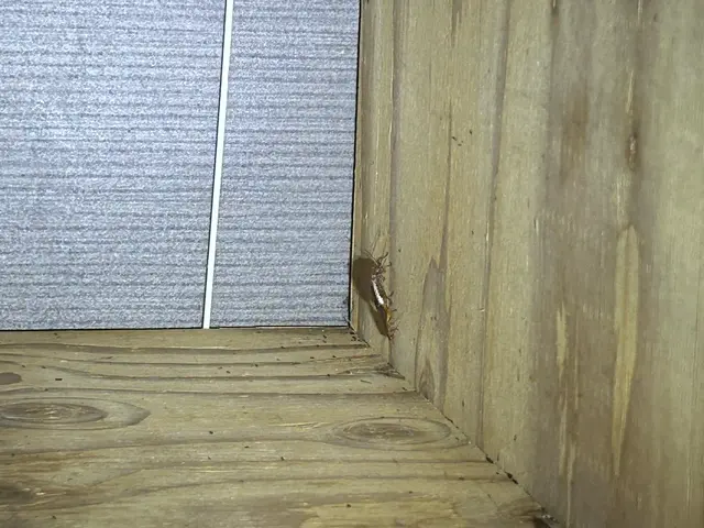 【地元密着型】毎月の予防でお安く効果のある予防しませんか？一度相談だけでも○！サービスの画像