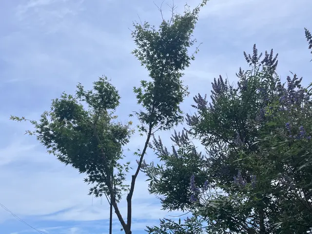 伐採・剪定作業サービスの画像