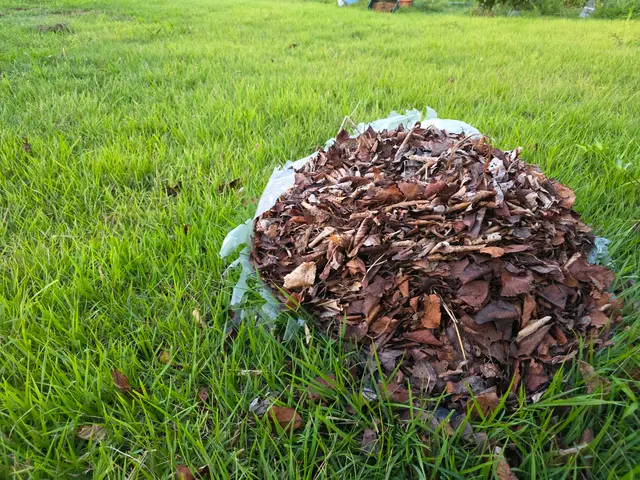 【落ち葉清掃】11月末まで特価☆/どんな場所でも相談可/地元密着◎◎サービスの画像