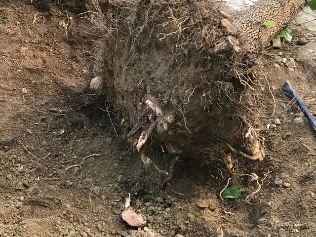 伐採、抜根をして、お庭の悩み解決しませんか？【姫路から岡山まで対応致します！】サービスの画像