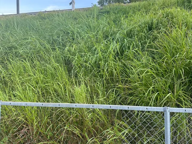 ☆丁寧に手抜きでの草むしりサービス☆除草剤・坊草シート加工もご相談下さいね。サービスの画像