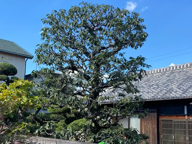 ☆豊かな緑のお庭を☆豊緑園にお任せ下さい！ご自宅以外もご対応致します！サービスの画像