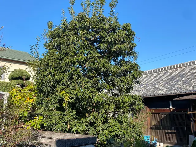 ☆豊かな緑のお庭を☆豊緑園にお任せ下さい！ご自宅以外もご対応致します！サービスの画像