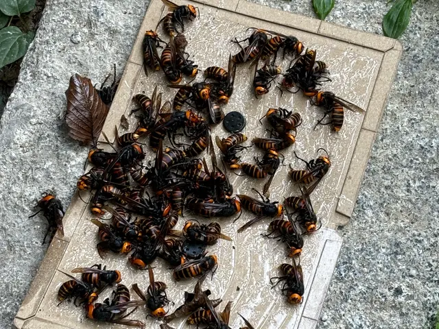 福岡全域即日対応OK！危険なオオスズメ蜂駆除致します！！サービスの画像