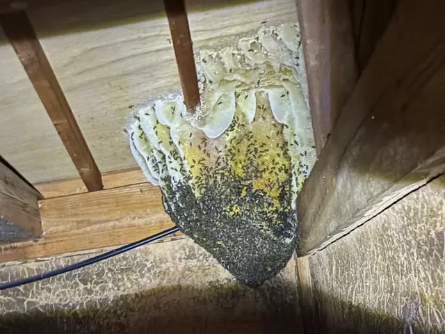 福岡全域即日対応OK！危険なオオスズメ蜂駆除致します！！サービスの画像